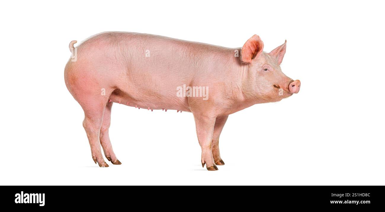 Vue de côté d'un porc domestique, isolé sur blanc Banque D'Images