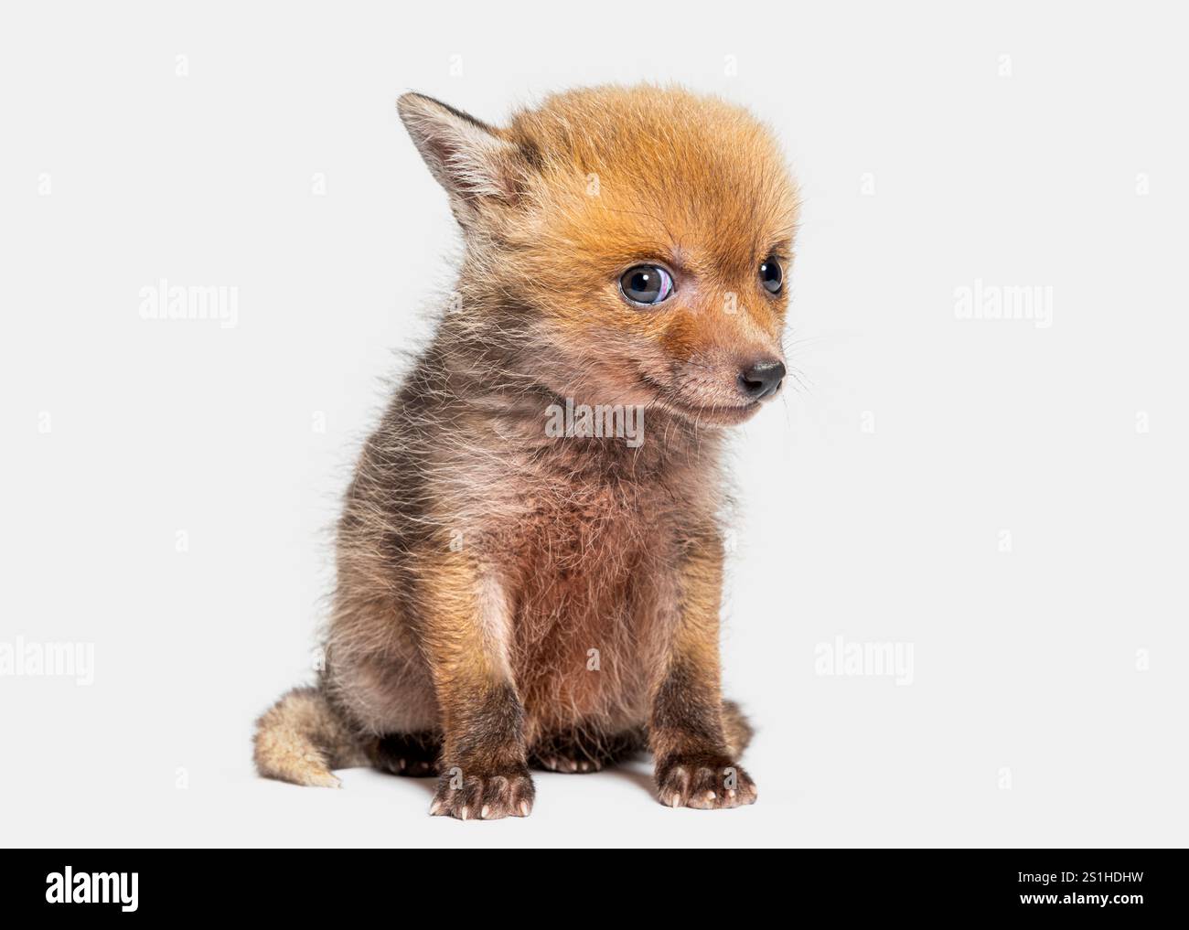 Mignon assis cinq semaines petit renard rouge regardant la caméra, isolé sur gris Banque D'Images