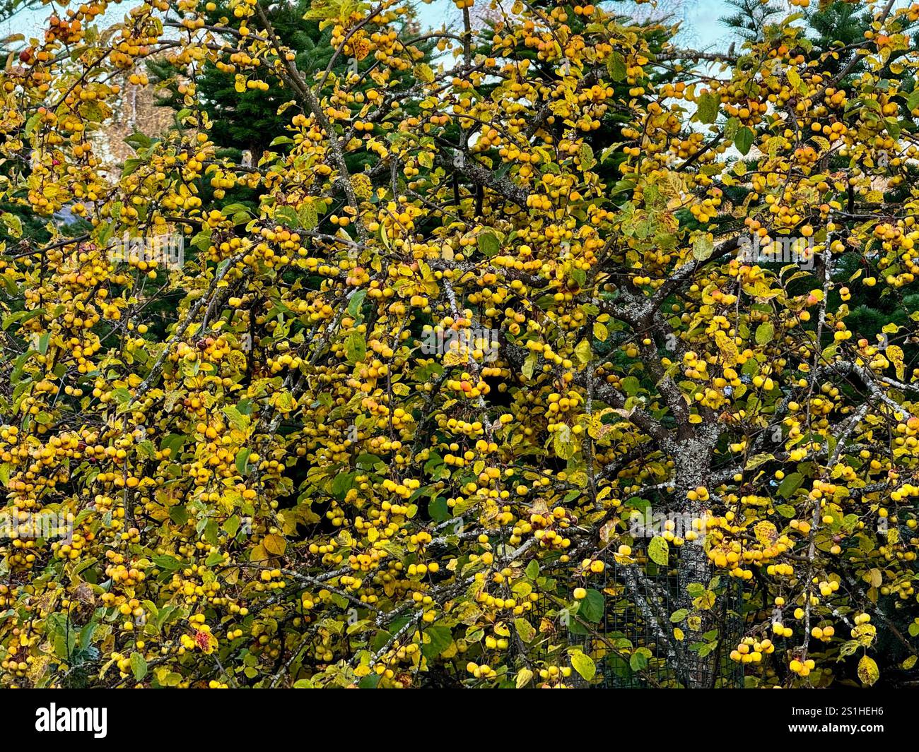 Crabier jaune chargé de petits fruits, symbolisant l'abondance de la nature finlandaise en automne - Image de stock capturée avec un smartphone
