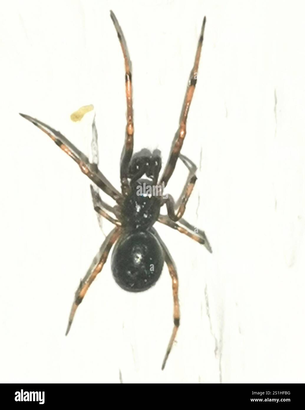 Lapin Hutch Spider (Steatoda bipunctata) Banque D'Images