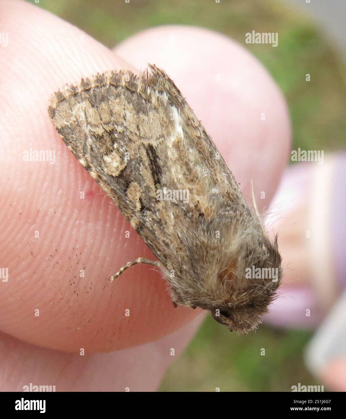 Rustique à flancs renforcés (Luperina testacea) Banque D'Images