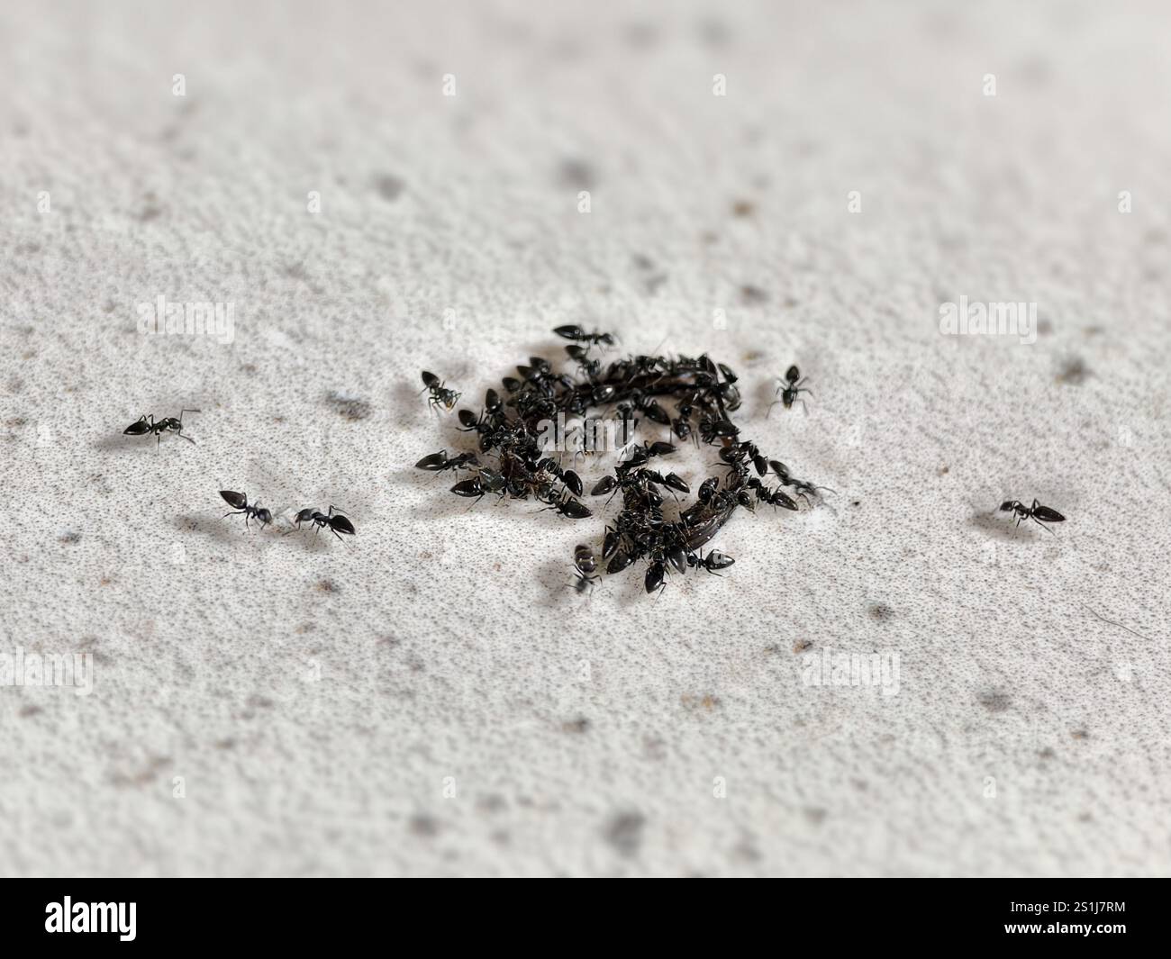 Macro photo d'une colonie de fourmis noires Banque D'Images