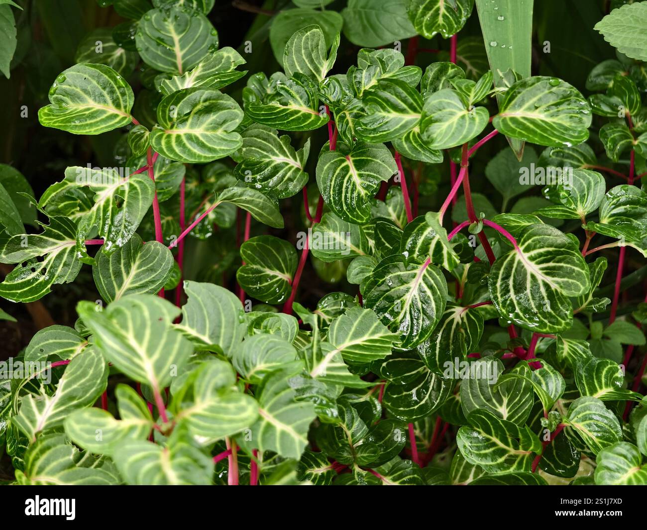 La plante ornementale Iresine herbstii dans un jardin tropical Banque D'Images