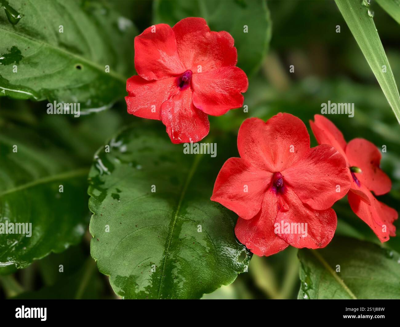 La plante de fleurs rouges ornementales tropicales Impatiens walleriana ou Busy Lizzie Banque D'Images