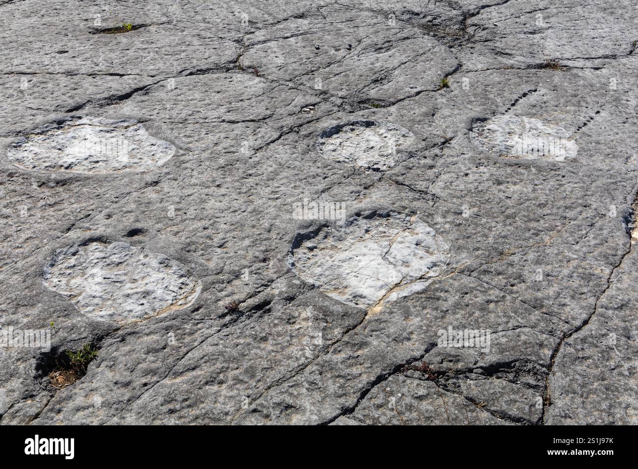 De vraies empreintes de dinosaures en gros plan imprimées dans la roche, Ourém Portugal Banque D'Images