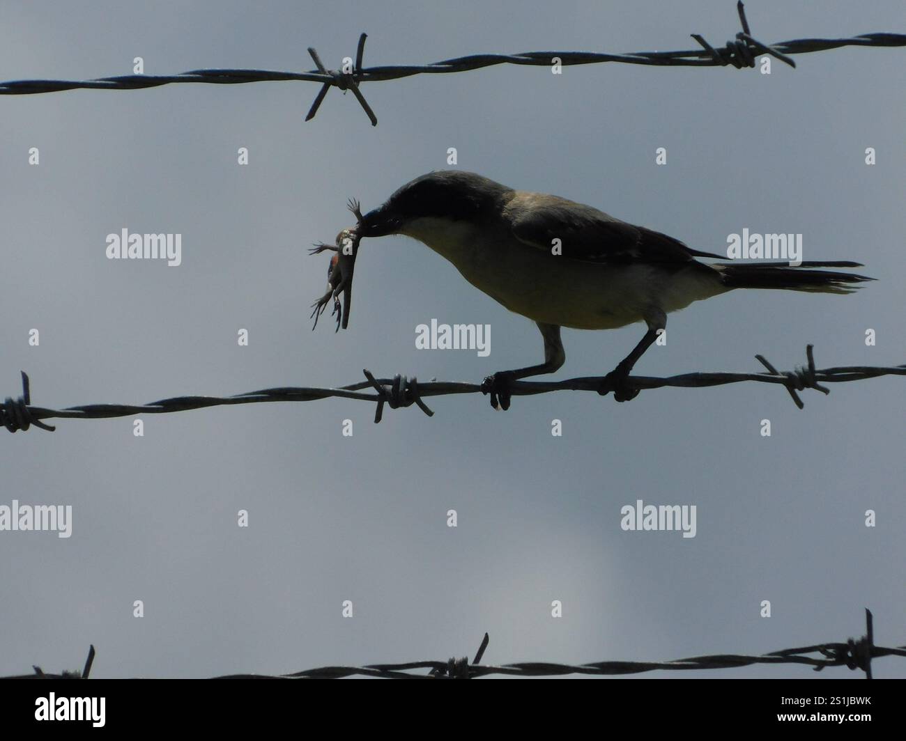Le Lézard Curly nord (Leiocephalus carinatus) Banque D'Images