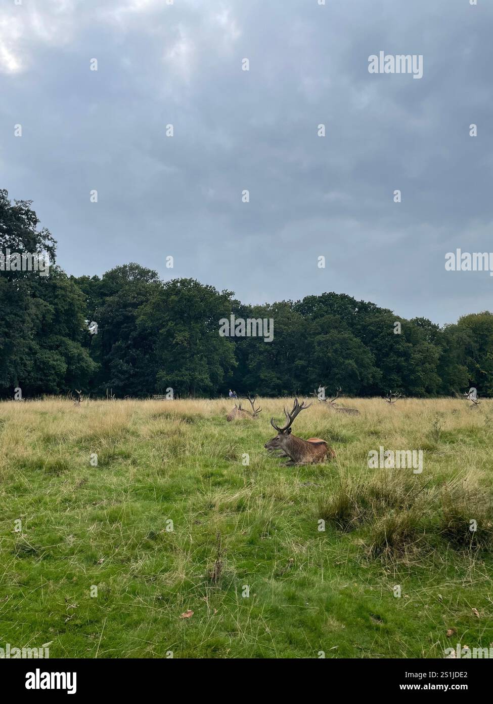 Reposer Red Deer dans un pré tranquille - Image de stock capturée avec un smartphone