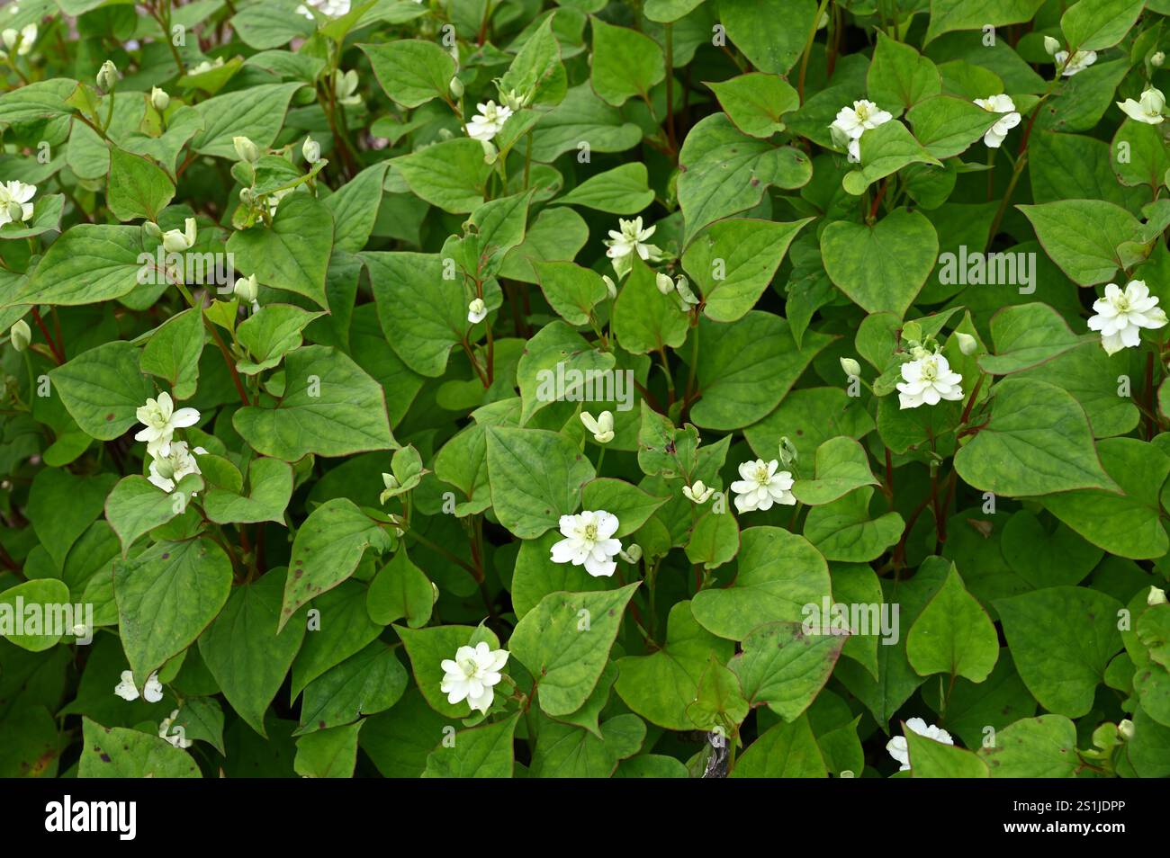 Fleurs d'été blanches doubles de Houttuynia Cordata flore Plena dans le jardin britannique juillet Banque D'Images