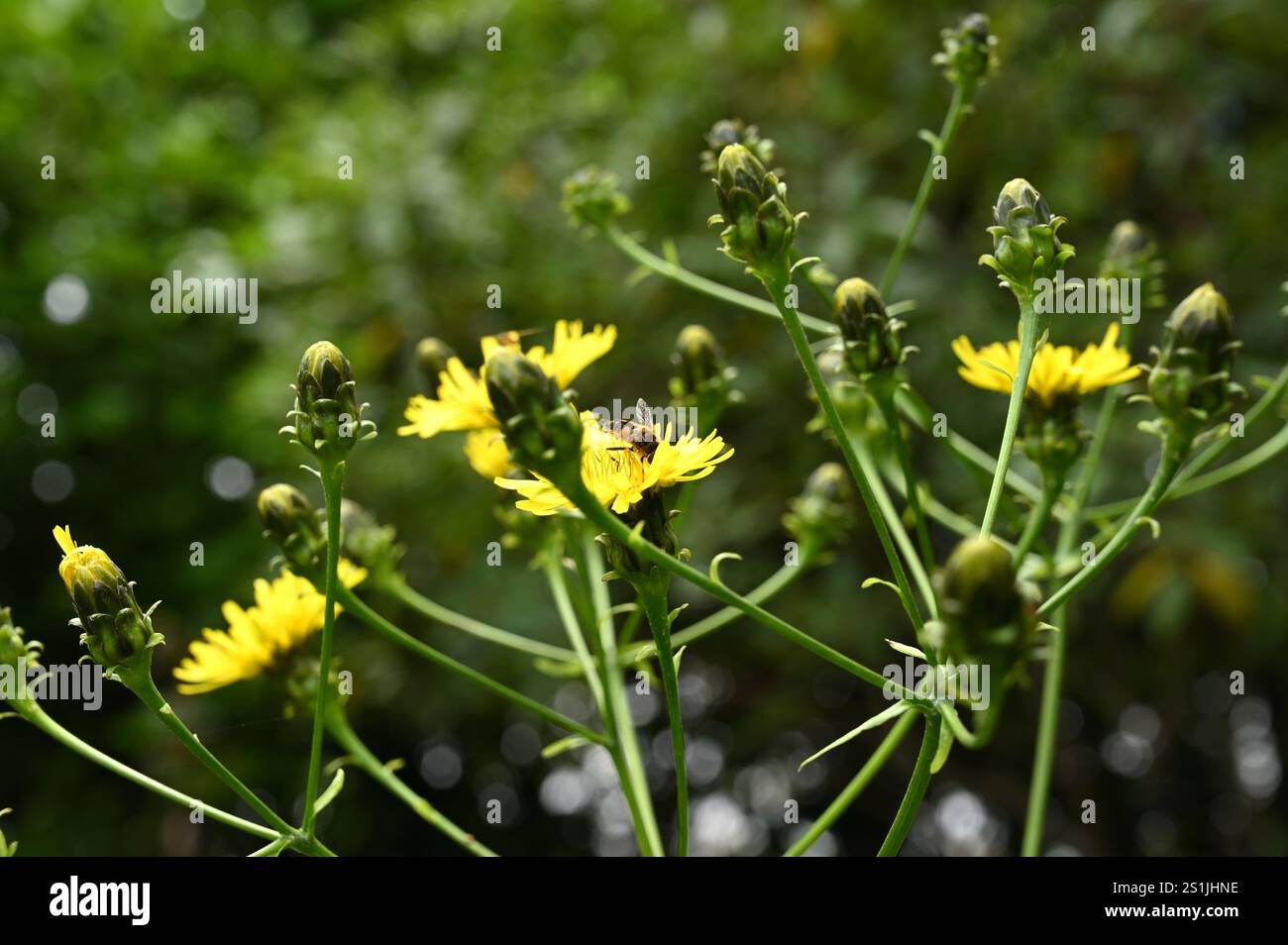 Fleurs d'été jaune vif de Sonchus fruticosus ou sowthistle géant dans le jardin britannique juillet Banque D'Images