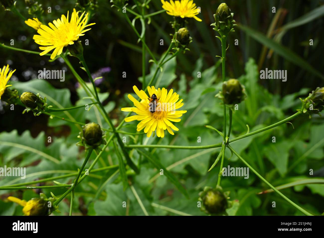 Fleurs d'été jaune vif de Sonchus fruticosus ou sowthistle géant dans le jardin britannique juillet Banque D'Images