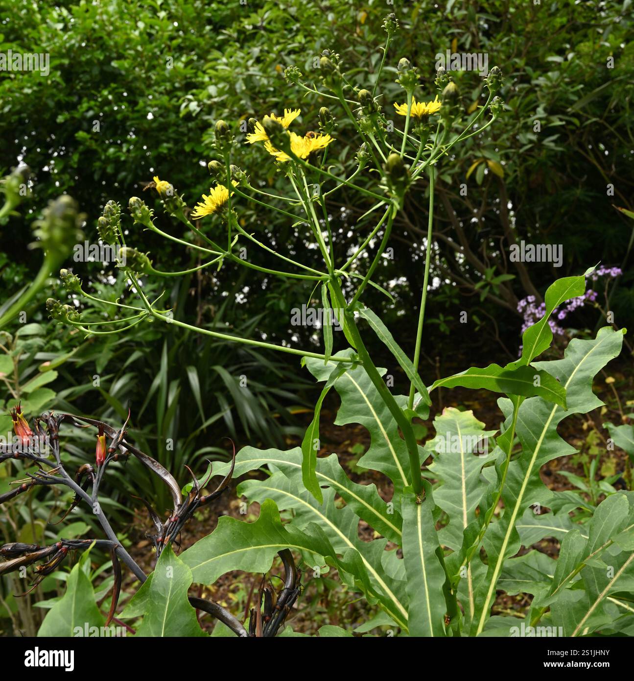 Fleurs d'été jaune vif de Sonchus fruticosus ou sowthistle géant dans le jardin britannique juillet Banque D'Images