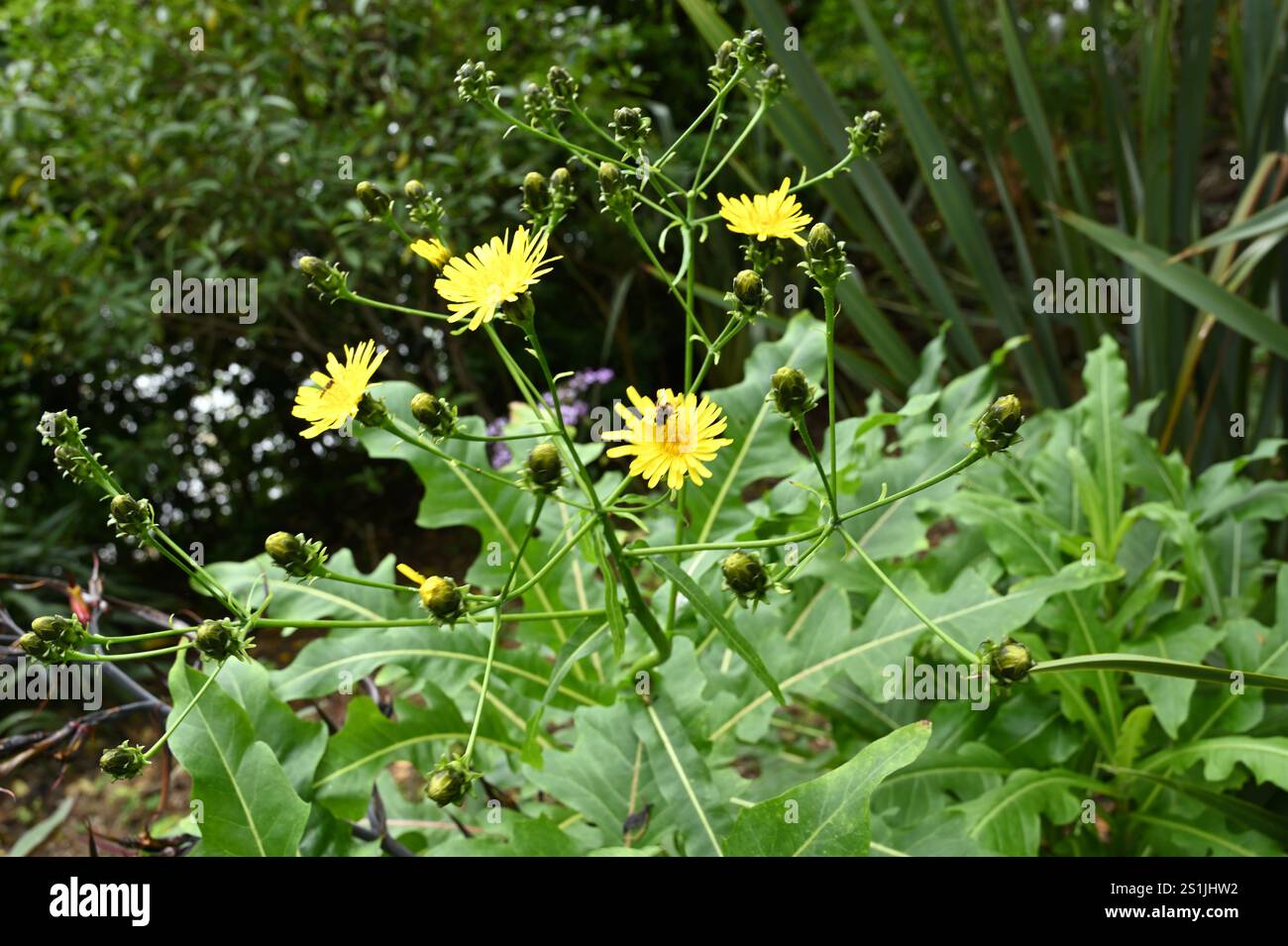 Fleurs d'été jaune vif de Sonchus fruticosus ou sowthistle géant dans le jardin britannique juillet Banque D'Images