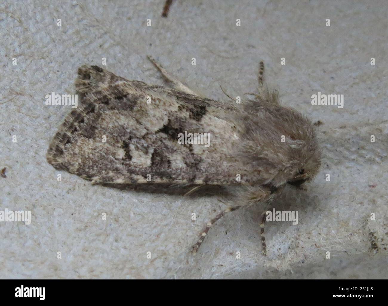 Rustique à flancs renforcés (Luperina testacea) Banque D'Images