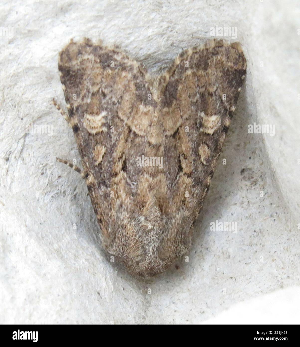 Rustique à flancs renforcés (Luperina testacea) Banque D'Images