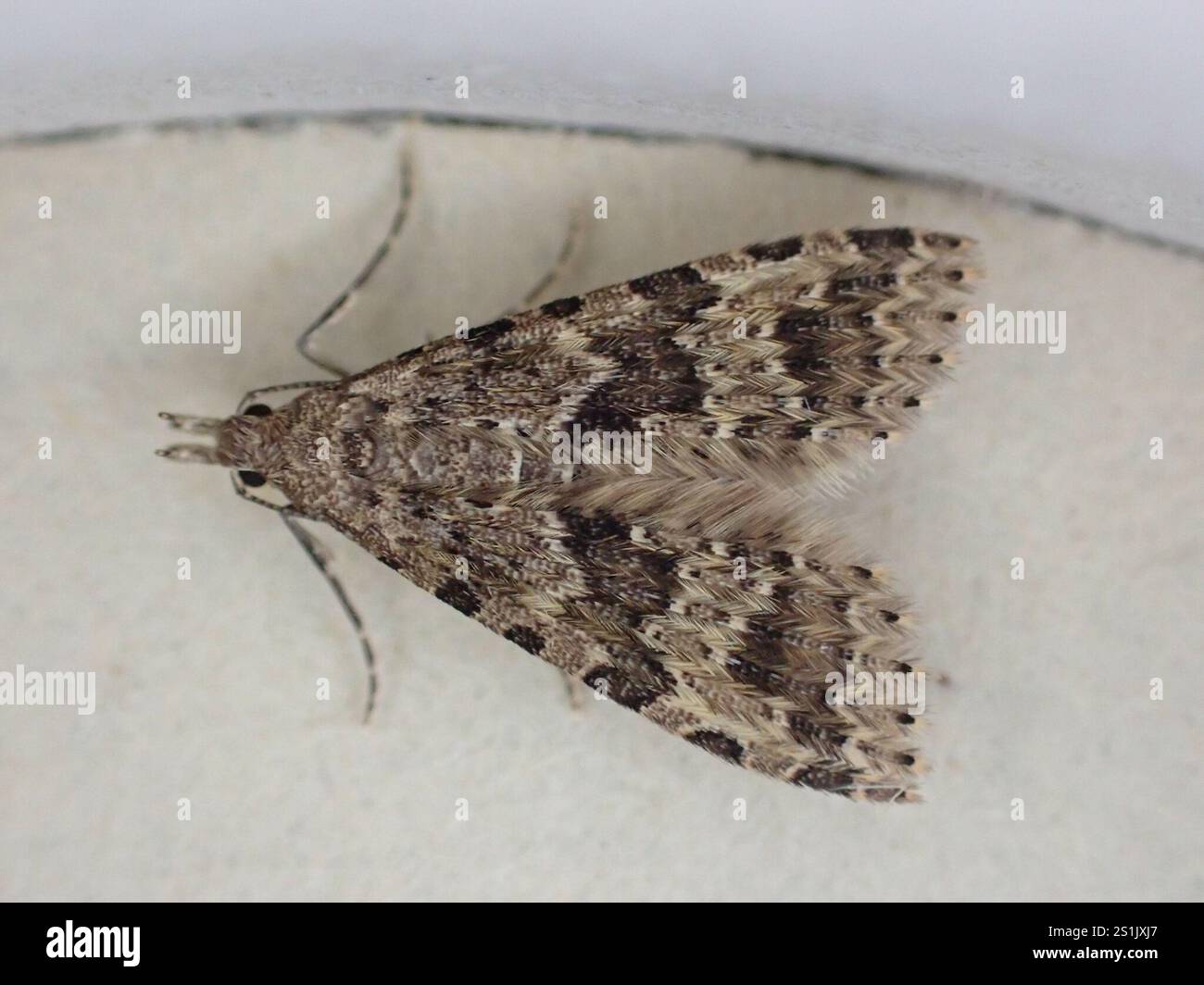 Vingt-plume Moth (Alucita hexadactyla) Banque D'Images