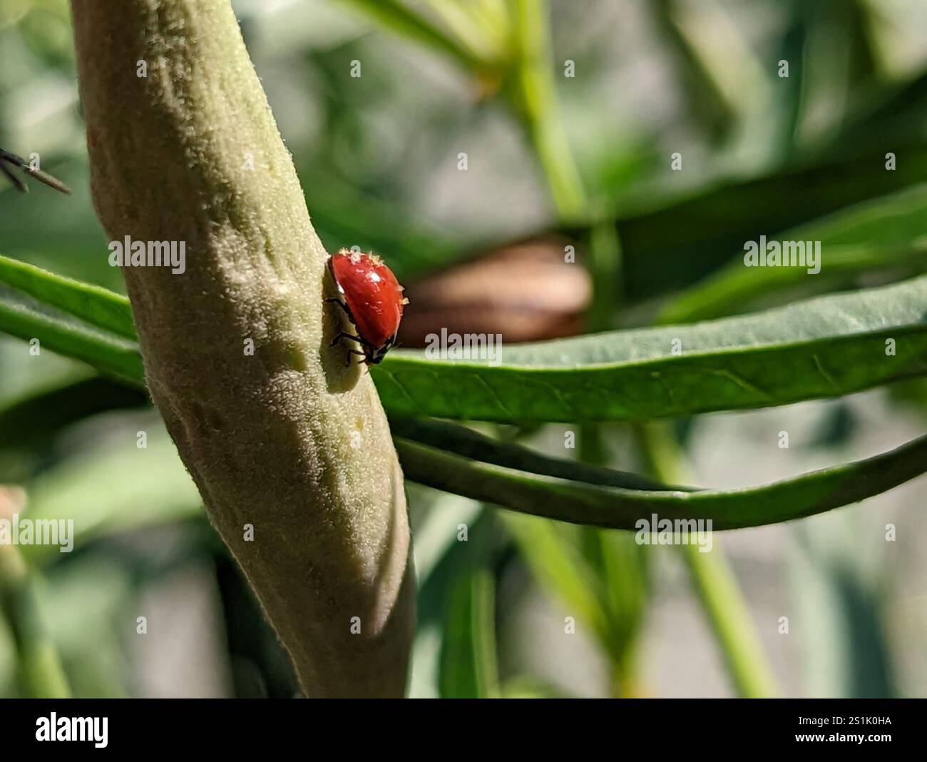 Spotless Lady Beetle (Cycloneda sanguinea) Banque D'Images