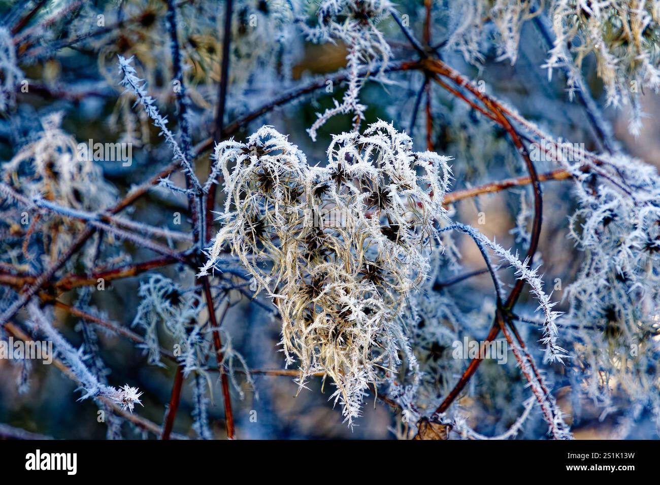 Arbres et végétation couverts de cristaux de glace par un jour d'hiver glacial, gros plan Banque D'Images