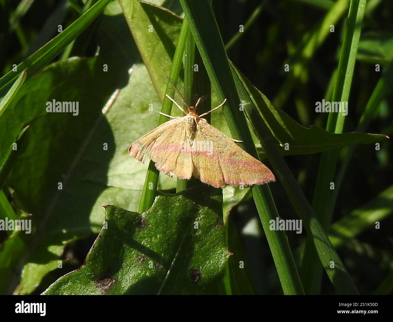 Teigne géomètre de l'aspersion (Haematopis grataria) Banque D'Images