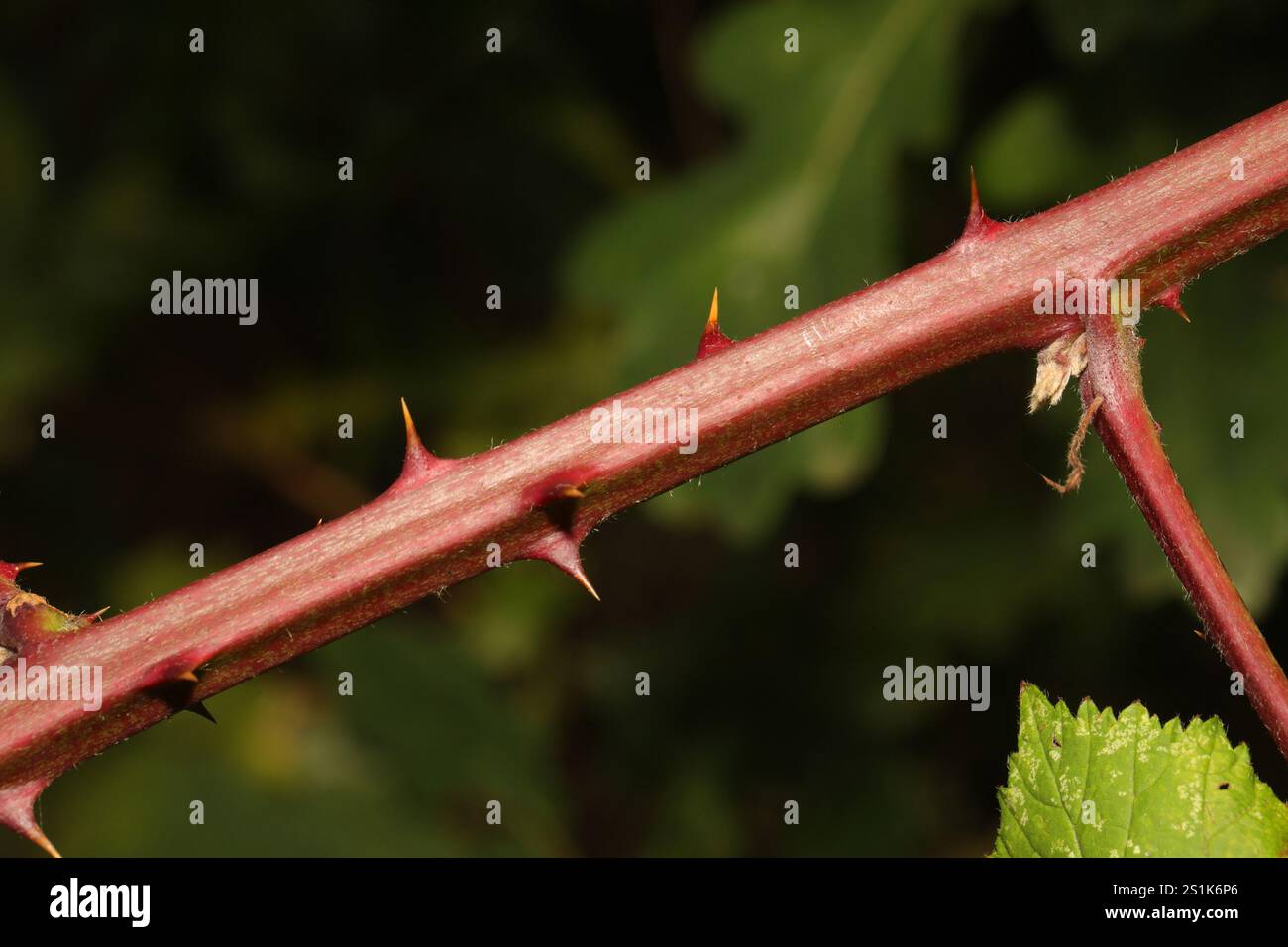 Mûre arménienne (Rubus armeniacus) Banque D'Images