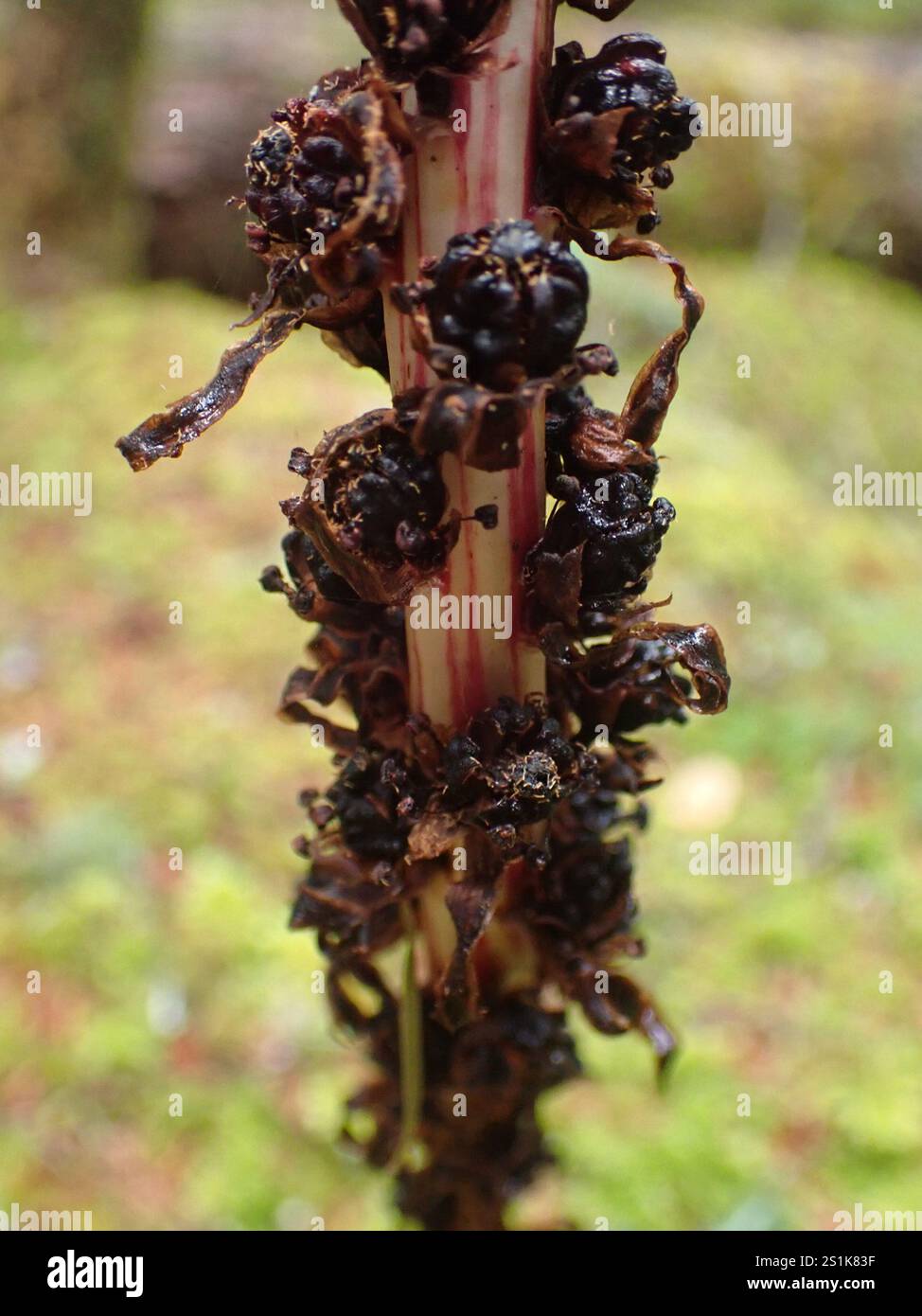 Bâtonnets de sucre (Allotropa virgata) Banque D'Images