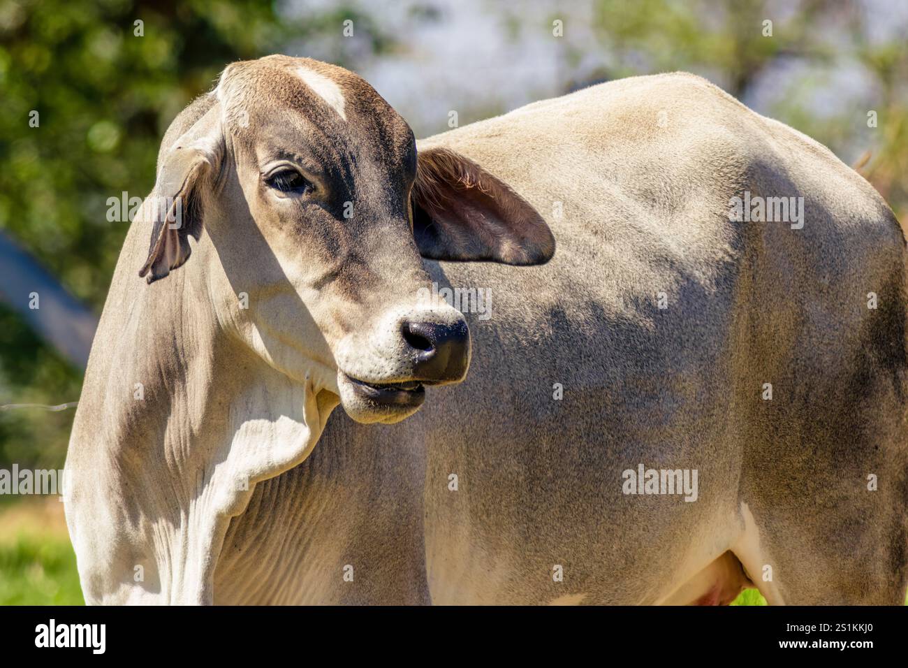 Photographie rapprochée d'une jeune vache zébu, tôt par un matin ensoleillé, dans une ferme des montagnes andines orientales du centre de la Colombie. Banque D'Images