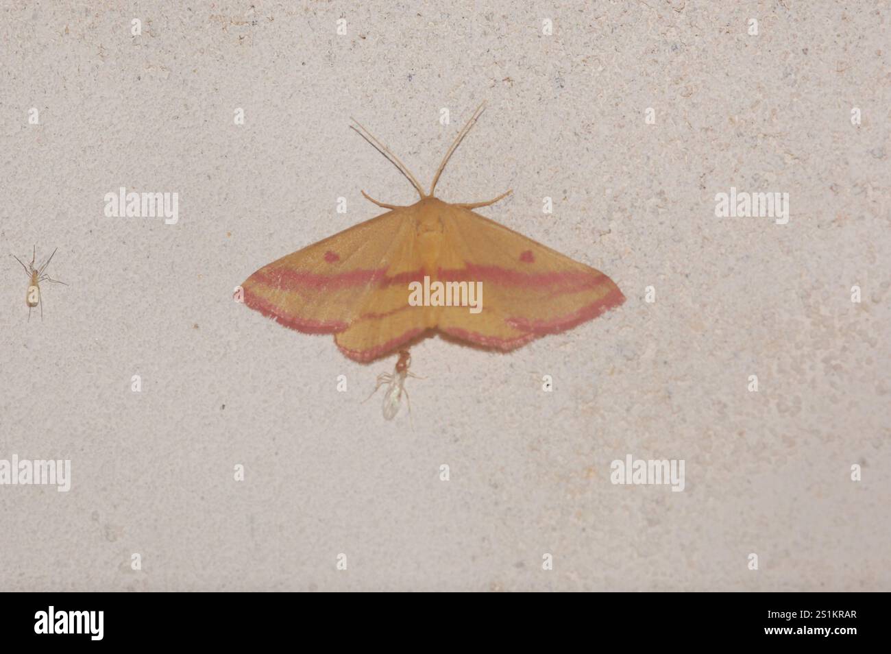 Teigne géomètre de l'aspersion (Haematopis grataria) Banque D'Images
