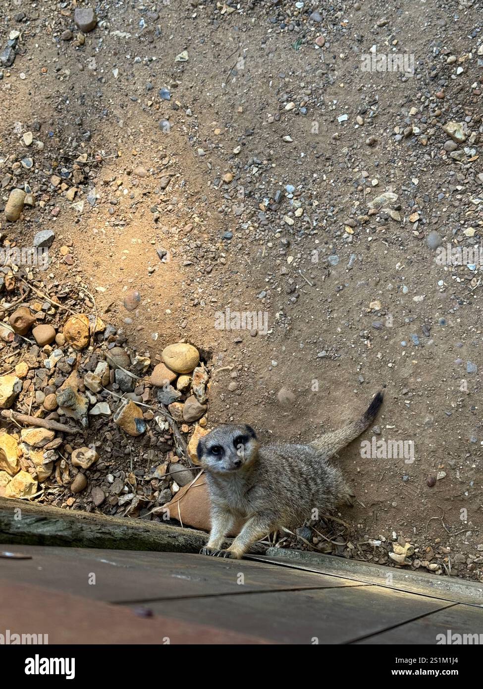 Une suricate tirant à la porte de son enceinte - Image de stock capturée avec un smartphone