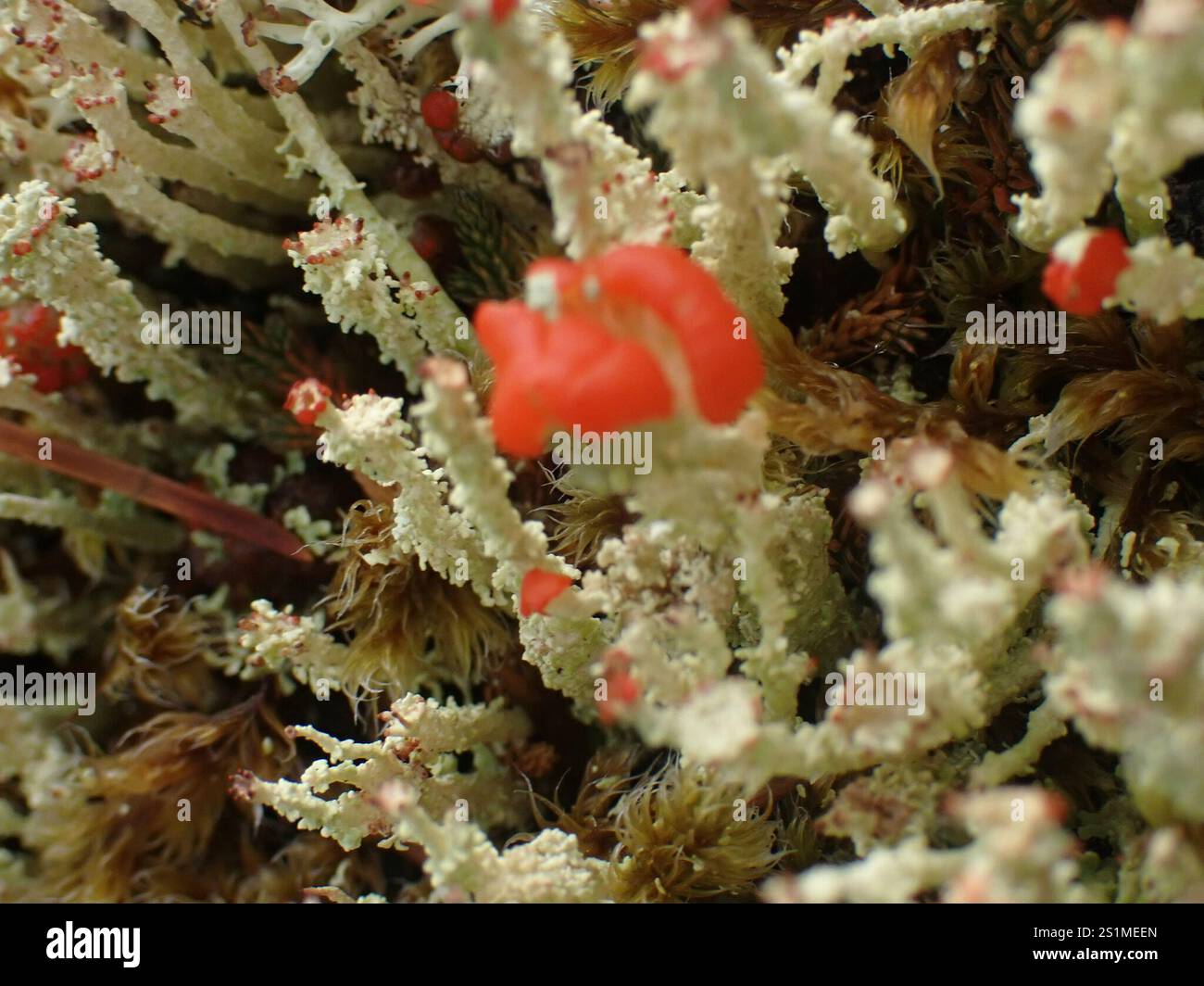 Soldats jouets (Cladonia bellidiflora) Banque D'Images
