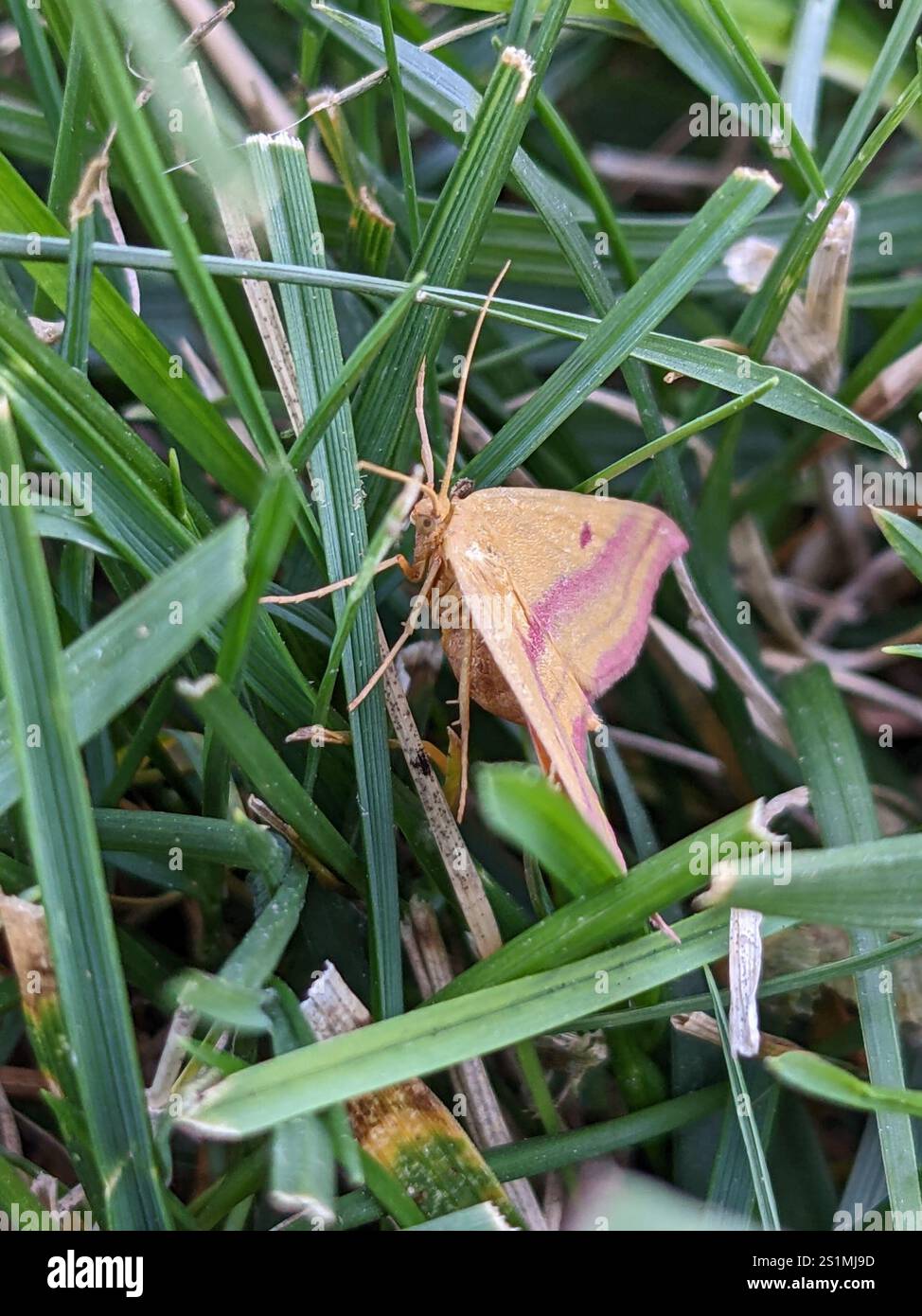 Teigne géomètre de l'aspersion (Haematopis grataria) Banque D'Images