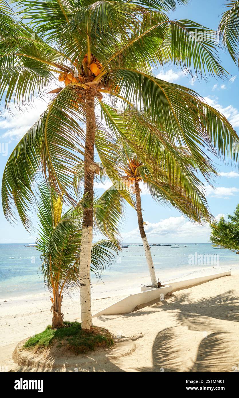 Alona Beach avec des cocotiers sur l'île de Bohol Panglao, Philippines. Banque D'Images