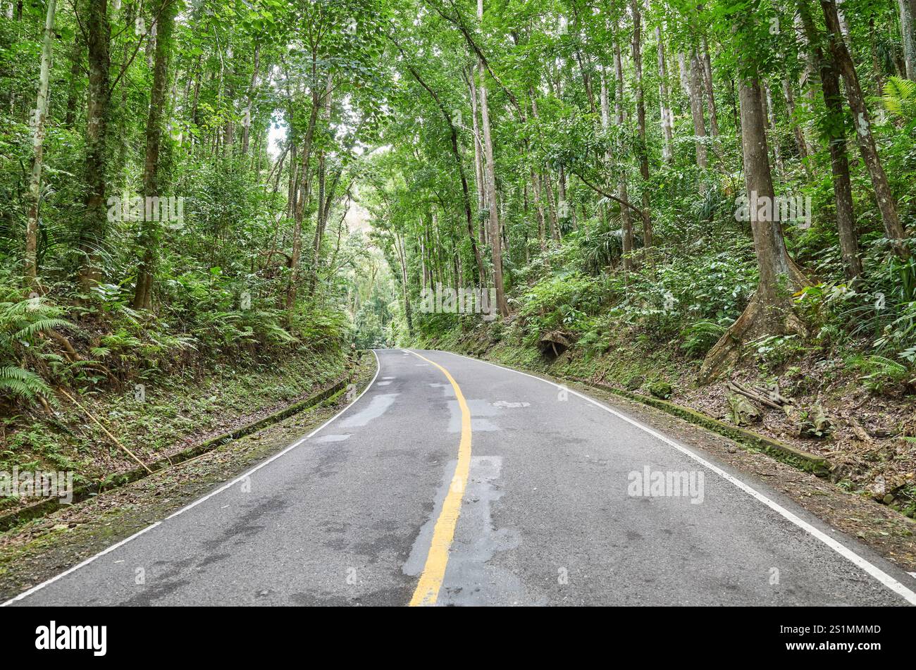 Route dans la forêt d'acajou de Bohol également connue sous le nom de Bilar Man Made Forest, île de Bohol, Philippines. Banque D'Images
