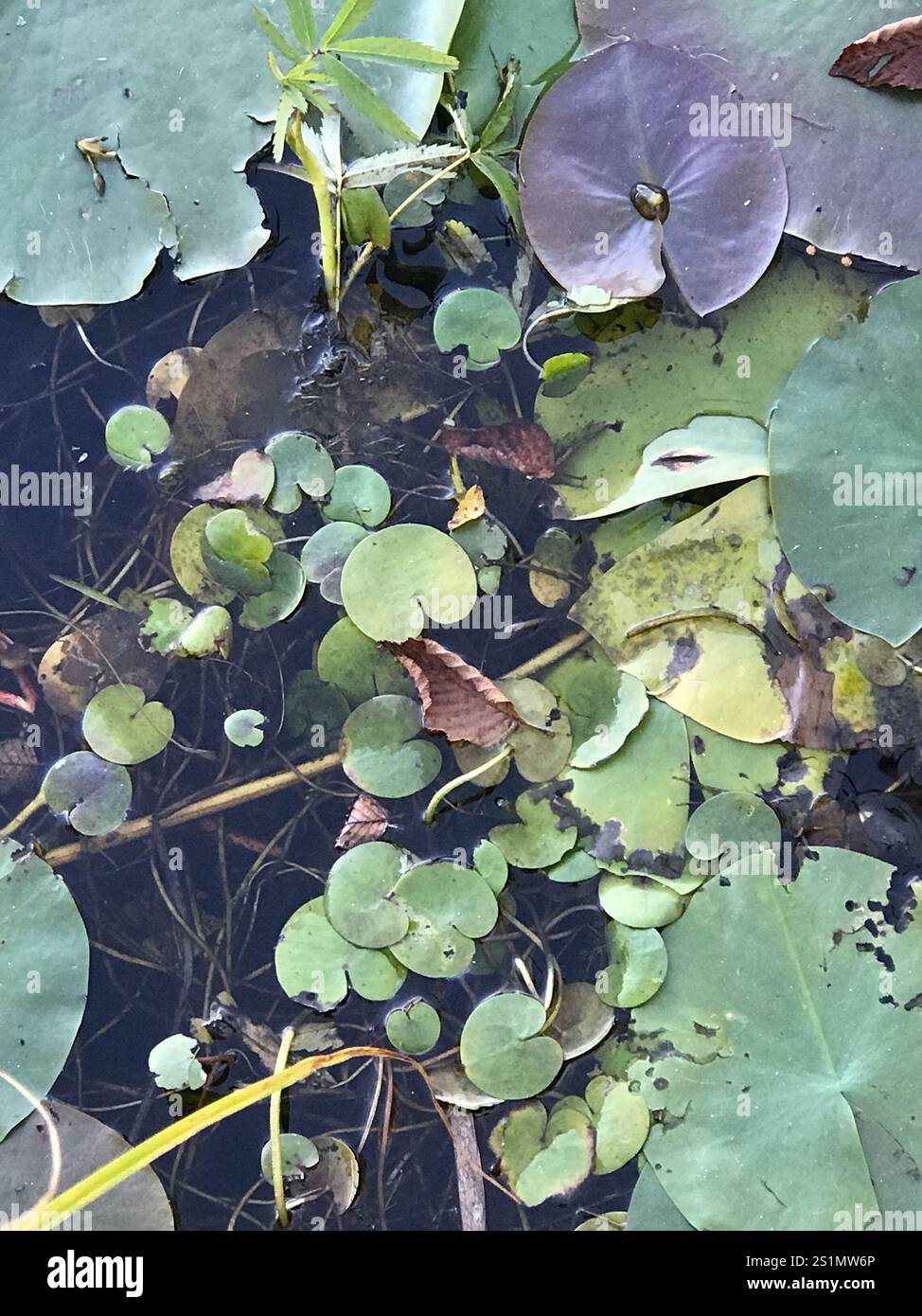 Embout de grenouille européen (Hydrocharis morsus-ranae) Banque D'Images