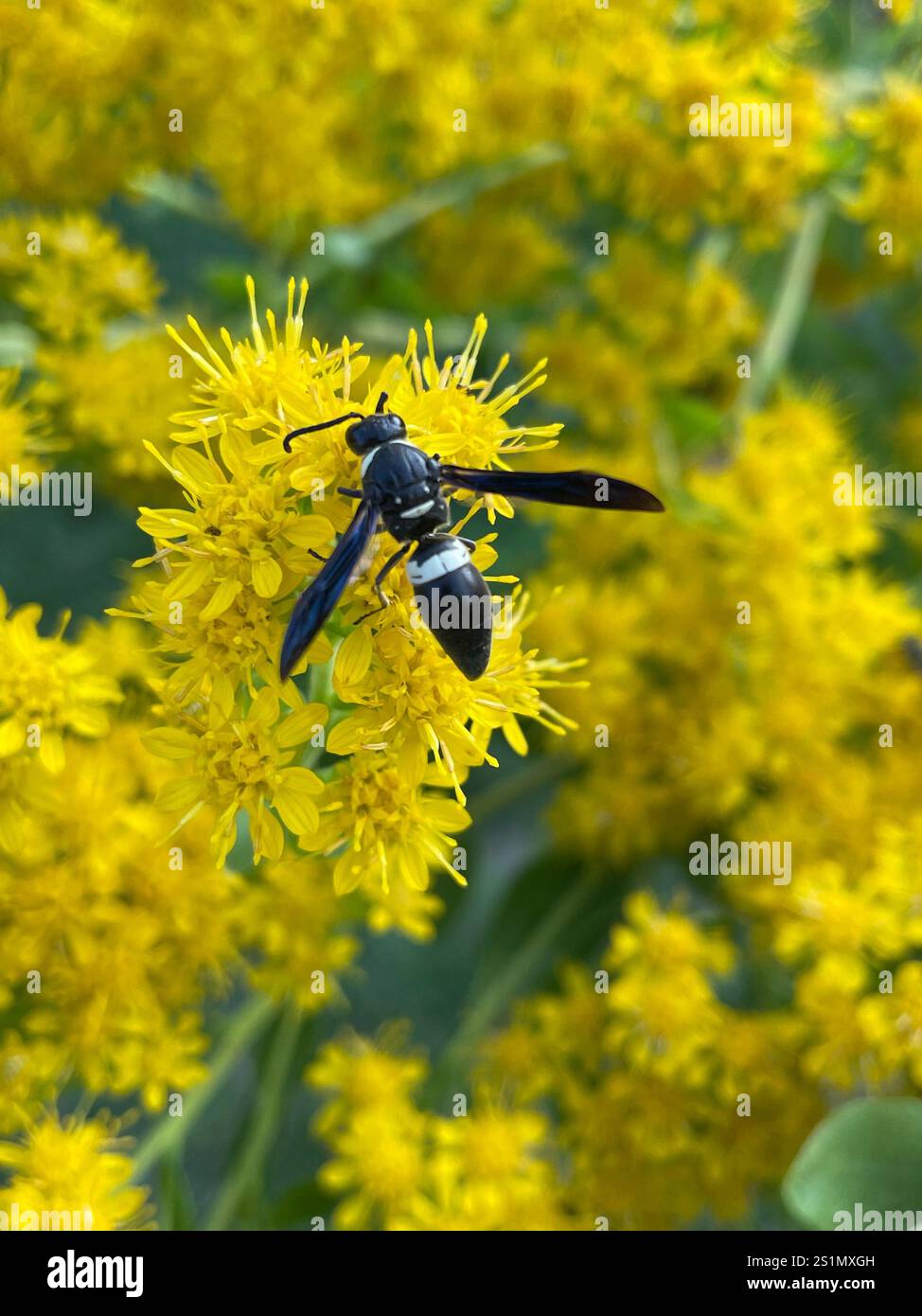 Guêpe de maçon à quatre dents (Monobia quadridens) Banque D'Images