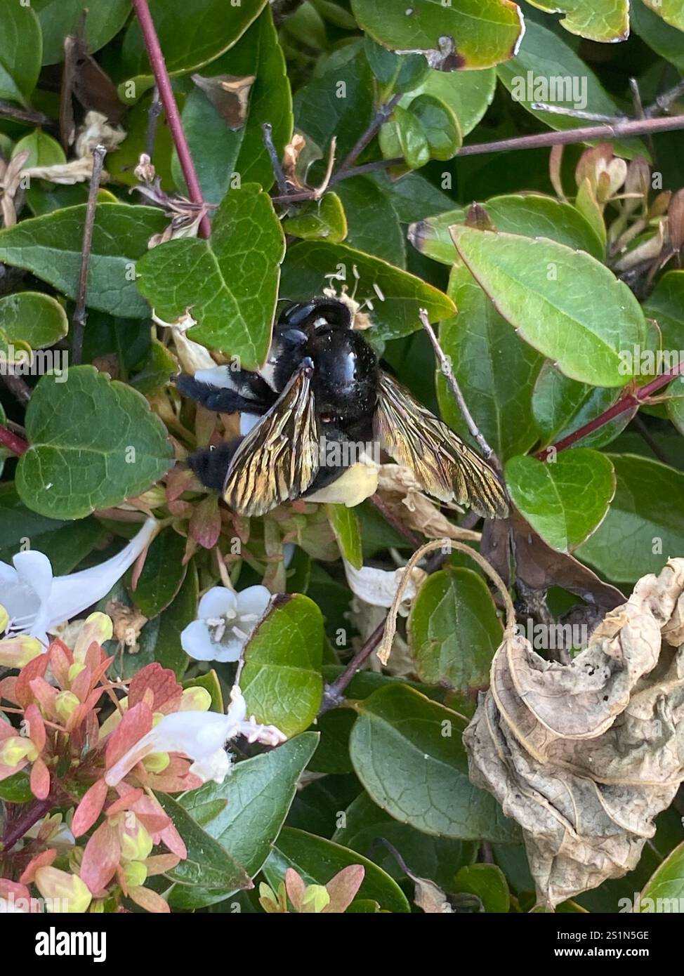 Abeille charpentier de la vallée (Xylocopa sonorina) Banque D'Images
