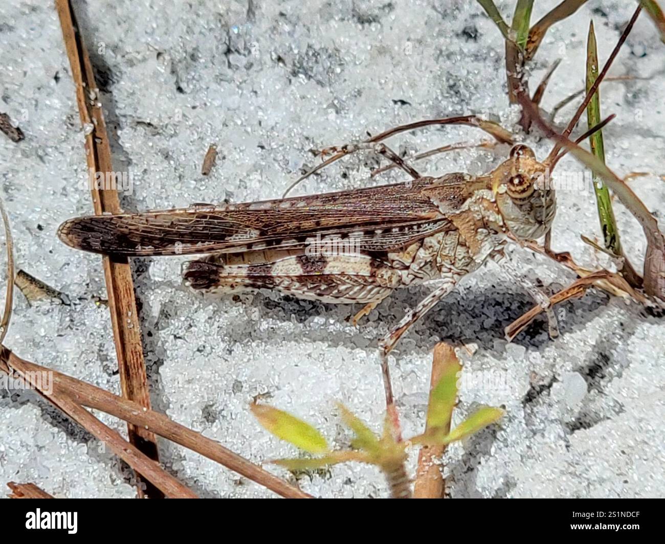 Sauterelle Longhorn Band-Wing (Psinidia fenestralis) Banque D'Images