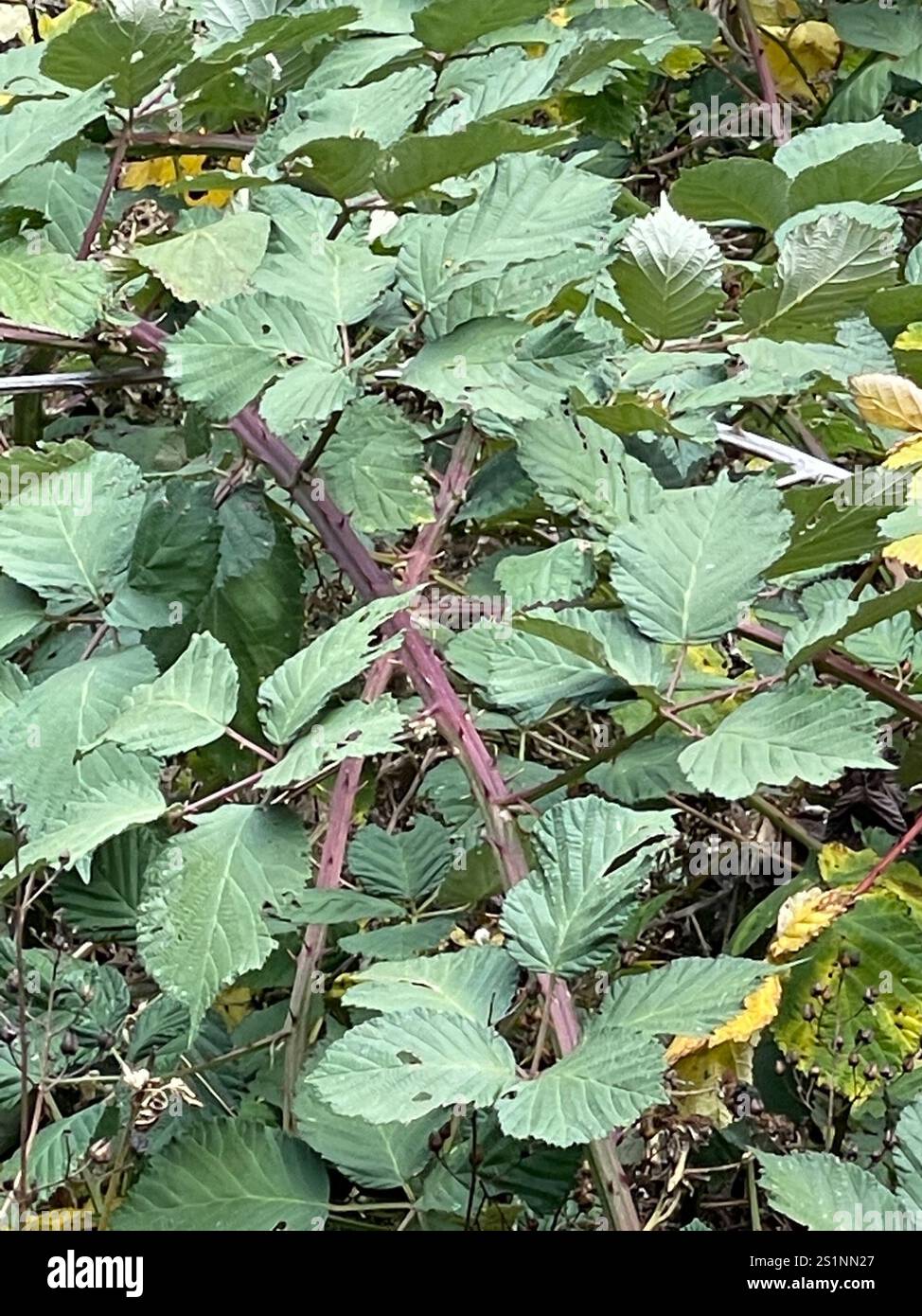 Mûre arménienne (Rubus armeniacus) Banque D'Images