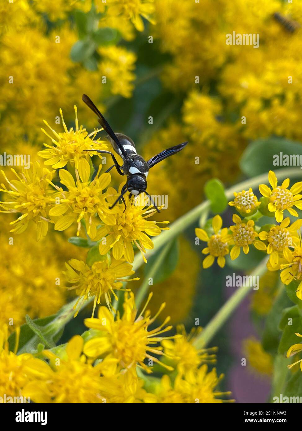 Guêpe de maçon à quatre dents (Monobia quadridens) Banque D'Images