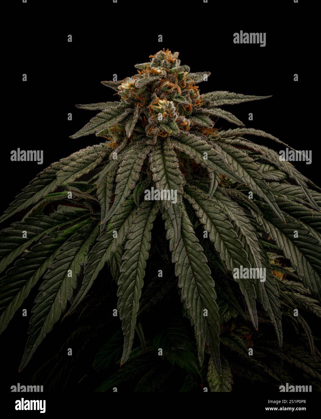 Mona Lisa variété de fleur de marijuana avec fleur mûrie et mur noir sombre Banque D'Images