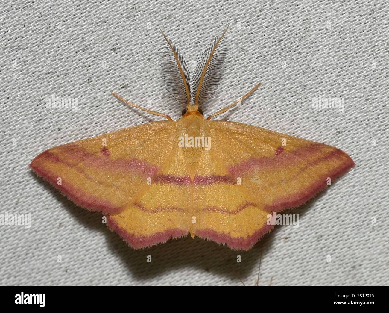 Teigne géomètre de l'aspersion (Haematopis grataria) Banque D'Images