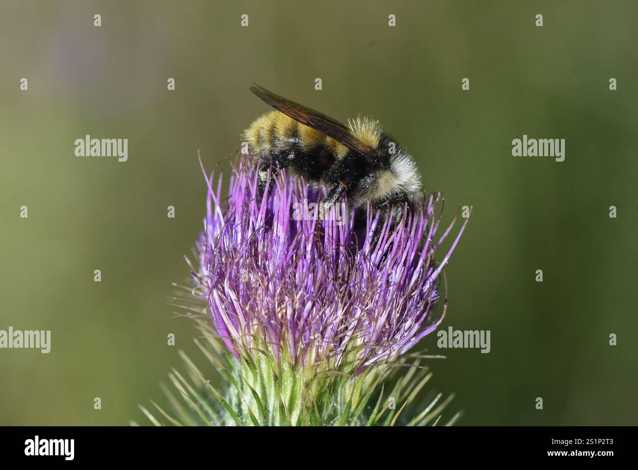 Bumble Bee à épaules blanches (Bombus appositus) Banque D'Images