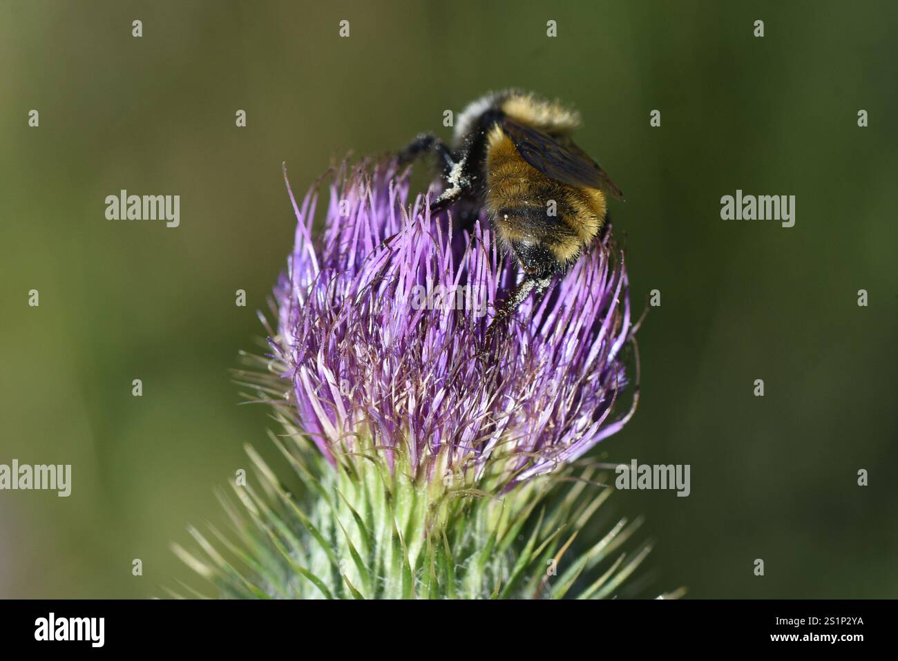 Bumble Bee à épaules blanches (Bombus appositus) Banque D'Images