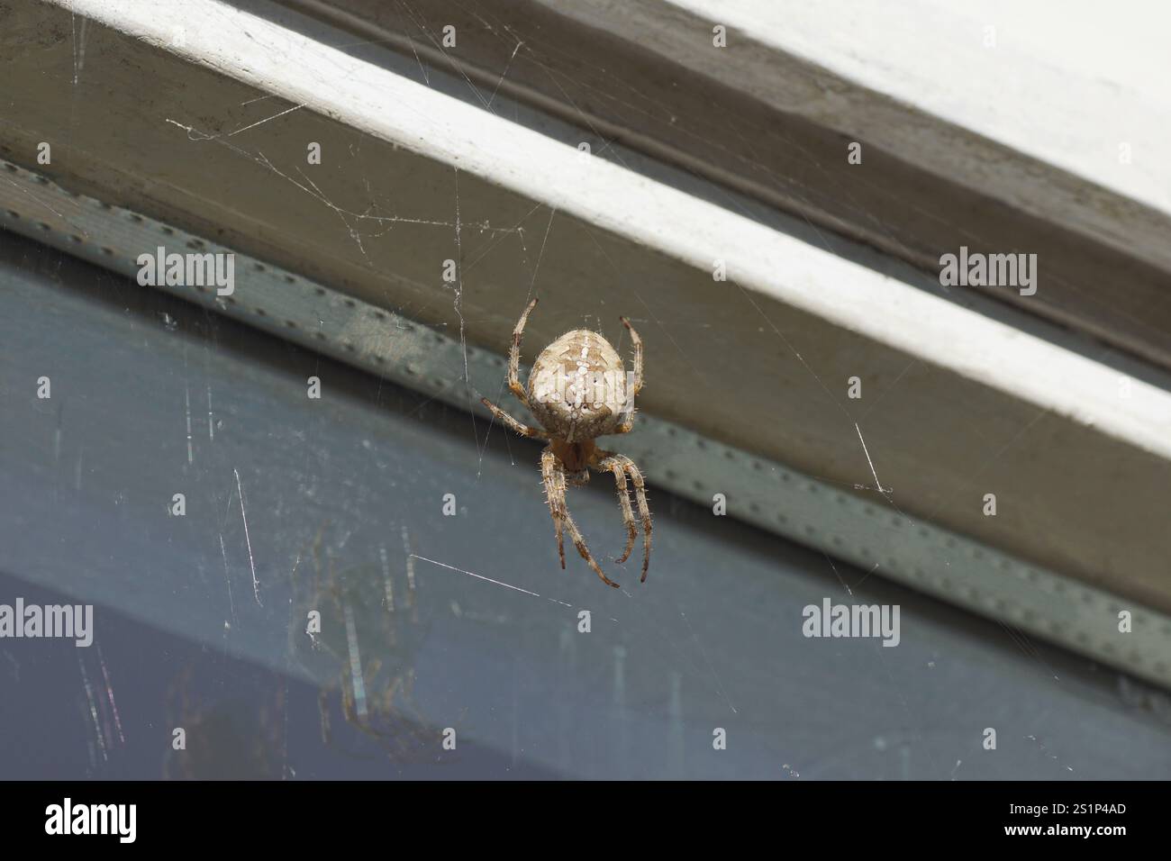 Araignée de jardin européenne femelle (Araneus diadematus). Devant une fenêtre. Jardin hollandais. Fin de l'été, septembre. Famille Orb-weaver araignées Banque D'Images