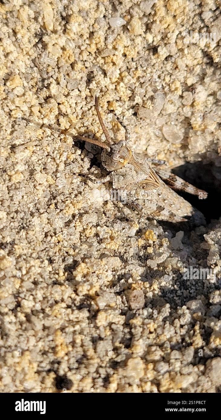 Sauterelle Longhorn Band-Wing (Psinidia fenestralis) Banque D'Images