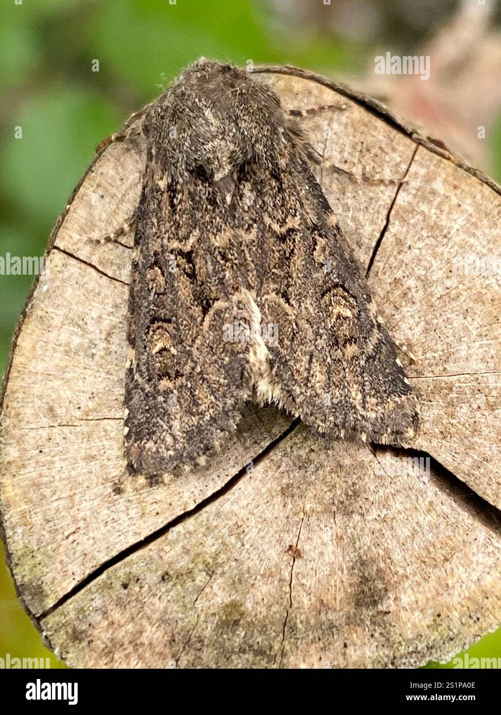 Rustique à flancs renforcés (Luperina testacea) Banque D'Images