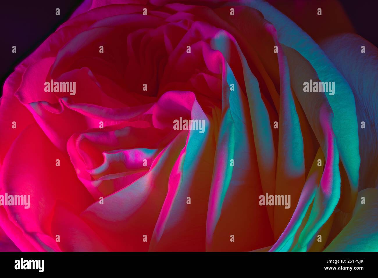 Pétales de Rose vibrantes et colorées illuminées par néon Light dans une atmosphère magique Banque D'Images