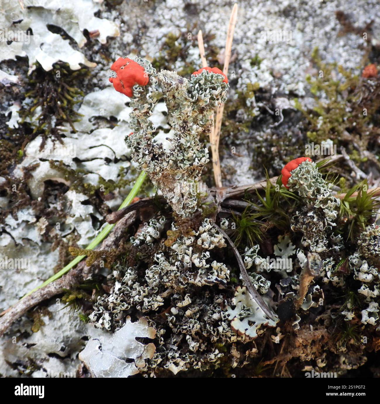 Soldats jouets (Cladonia bellidiflora) Banque D'Images