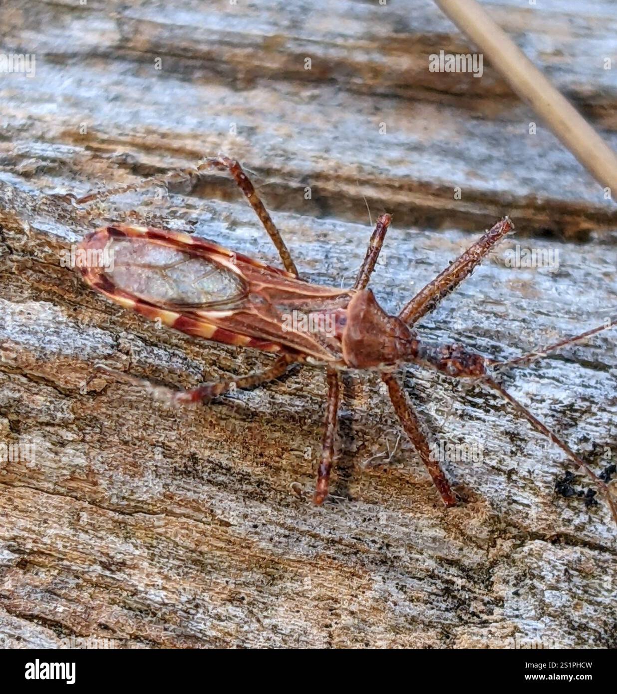 Insecte Assassin à quatre impulsions (Zelus tetracanthus) Banque D'Images