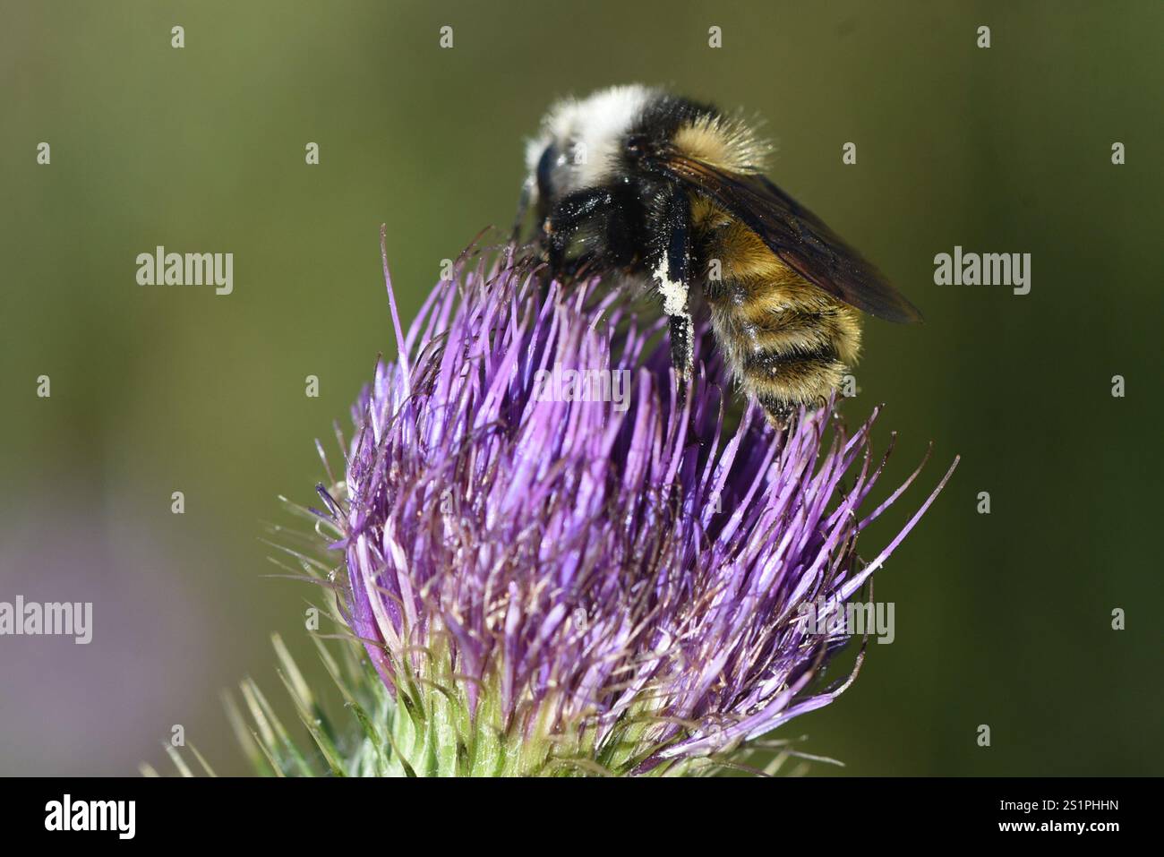 Bumble Bee à épaules blanches (Bombus appositus) Banque D'Images