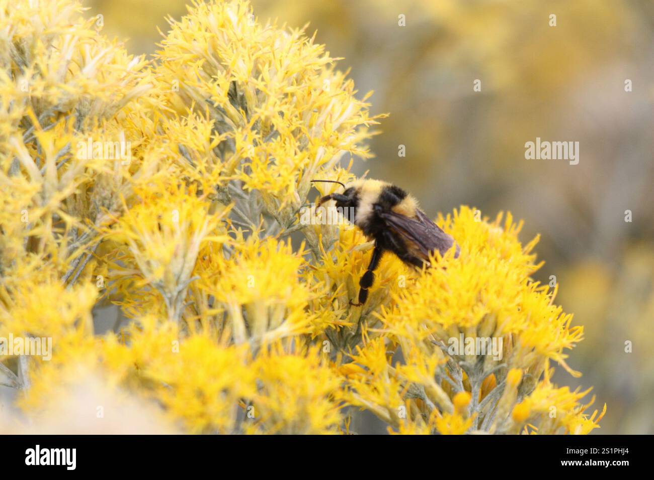 Bumble Bee à épaules blanches (Bombus appositus) Banque D'Images