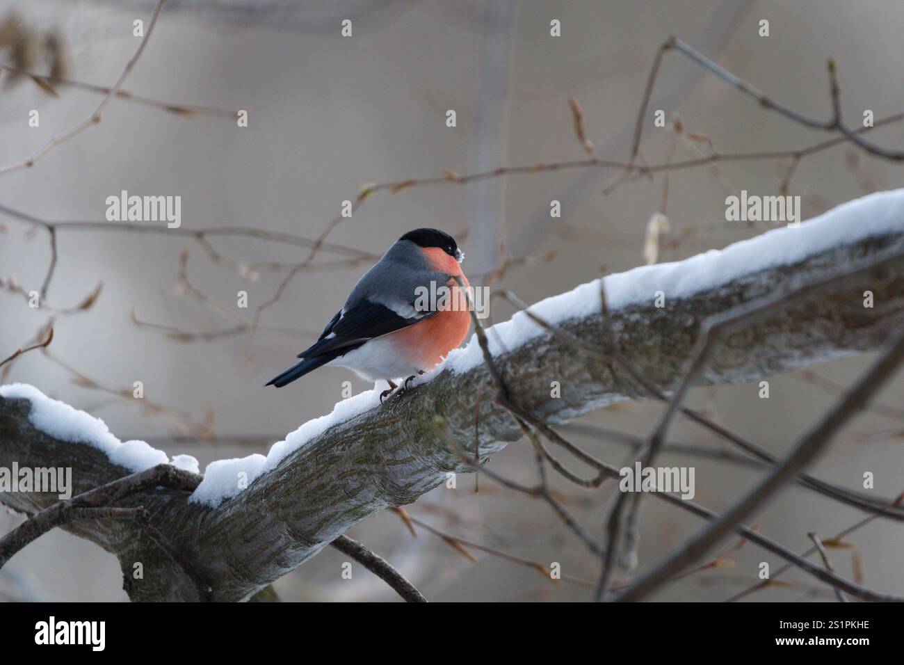 Pyrrhula pyrrhula aka mâle bullfinch eurasien. Bel oiseau coloré commun de la république tchèque perché sur l'arbre. Banque D'Images